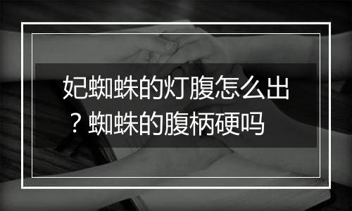 妃蜘蛛的灯腹怎么出？蜘蛛的腹柄硬吗