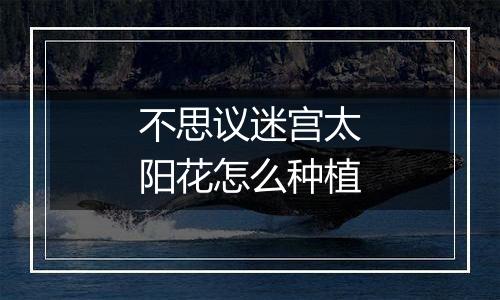 不思议迷宫太阳花怎么种植